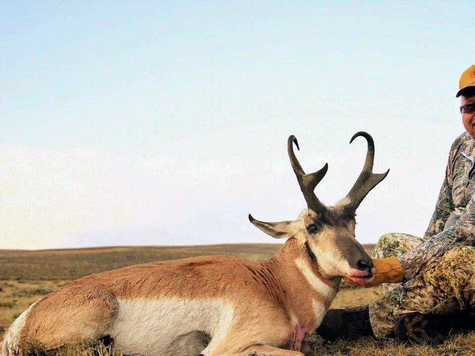 2017 antelope.gif